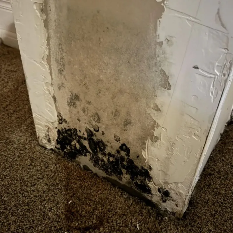 Professional Mold Removal in Jackson, NC